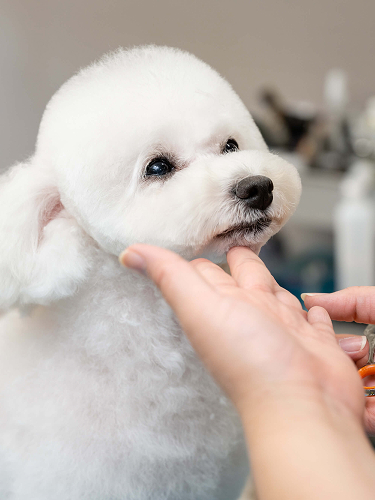 Trimming Salon the WAN